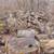 firewood 12 thumbnail