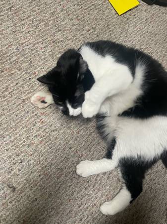 Free cat to good home (Osceola)64035003459586122