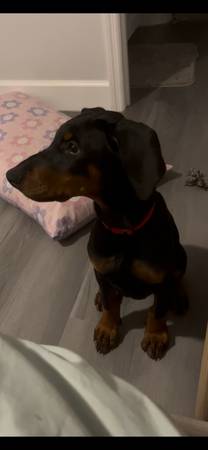 Doberman Pincher63687883376641122