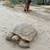 Big turtle 1 thumbnail