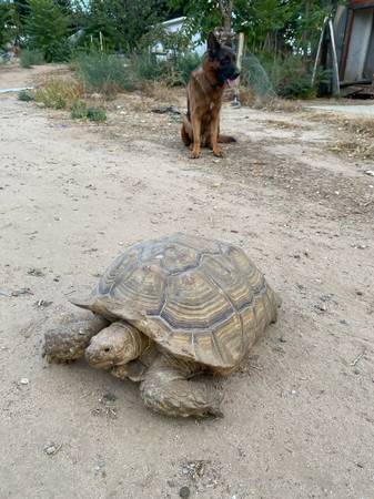 Big turtle 1