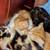 Loveable/E.S.A. Kitties 3 thumbnail