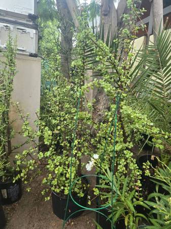 Portulacaria afra (the Elephant Bush or Spekboom Plant) 1