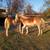 Haflinger weanling 1 thumbnail