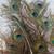 Peacock Feathers 2 thumbnail
