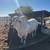 Brahman Toro 4 thumbnail