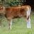 Jersey Heifer Calves! 2 thumbnail