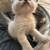 Beautiful British longhair kittens 21 thumbnail