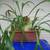 PLANT-LARGE STAG FERN IN CLAY POT 1 thumbnail