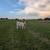 Zeus! (White Dexter/Jersey Bull Calf) 3 thumbnail