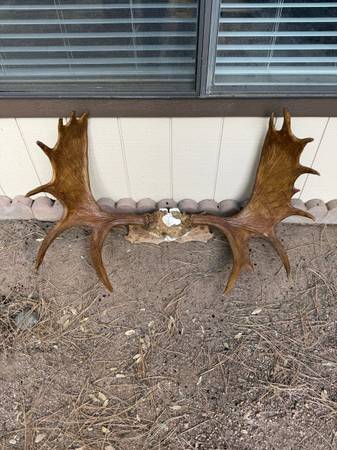 Moose antlers 1