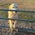 Farm dogs for sale 3 thumbnail