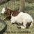 Boer goats 4 thumbnail