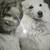 Victorian Era Photo Set of Child & Her Dog 7 thumbnail