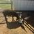Sheep and goats for sale and pig 1 thumbnail