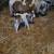 Mini horse stud colt 16 thumbnail