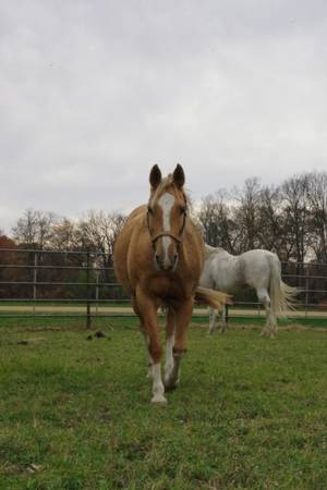 Registered 11 yo mare 1