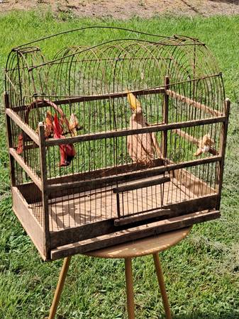 Bird Cage 1