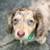 Dachshundpups-available 2 thumbnail