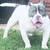 Exotic Bully Puppies 7 thumbnail