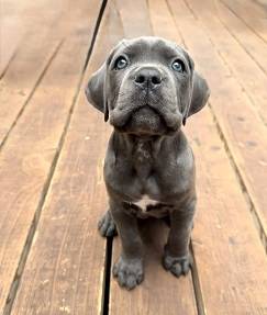 Cane Corso adoption 1
