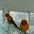 Sun conures with free cage 6 thumbnail