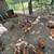 Mature Laying Hens 2 thumbnail