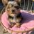 ACA/APRI YORKSHIRE TERRIERS LOOKING FOR A GOOD HOME 2 thumbnail