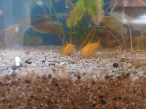 Rare Albino Gold Laser Cory Catfish 1