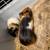 Guinea pigs 2 thumbnail