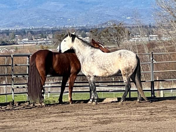 PM Feeder  at Horse Stable 1