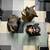 3 warthog boar head taxiedemy 1 thumbnail