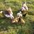 Muscovy ducklings lots of colors NEW DUCKLINGS 15 thumbnail