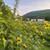 Multiple Lots OR Entire Farm * Owner Finance 15 thumbnail