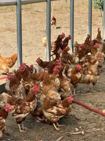 Laying hens 1