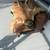 Mountain Lion Rug 3 thumbnail