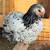 Barahmas and chicks 1 thumbnail