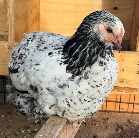 Barahmas and chicks 1