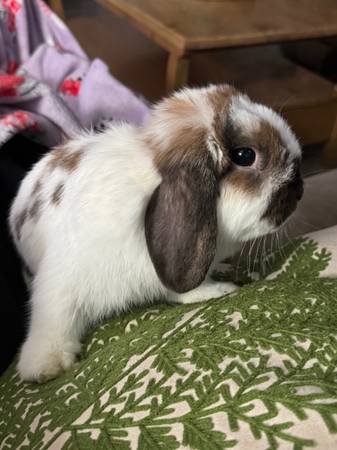 Holland Lops ISO New Home64194927576067120