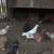 Pigeons 3 thumbnail