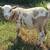 Registerd nigerian dwarf doelings 3 thumbnail