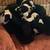 Boston Terrier Puppies Rehome 4 thumbnail
