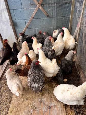 coloured laying hens 1