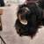 Mounted Bear Cub Taxidermy 6 thumbnail