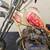 1967 triumph 650 chopper 3 thumbnail