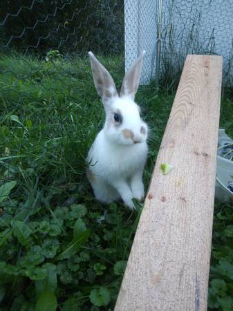 Bunny rabbit 11 weeks (Andover)63906250473474121