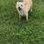 Corgi terrior mix female 1 thumbnail