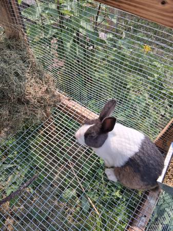 Rabbits 1