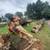 tree removal & landscaping 1 thumbnail
