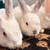 ———-easter bunnies 9 thumbnail